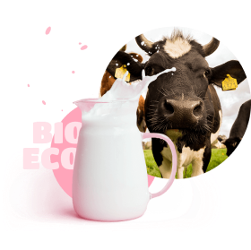 cow picture with milk